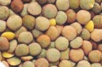 Zuppa di lenticchie alla mediterranea
