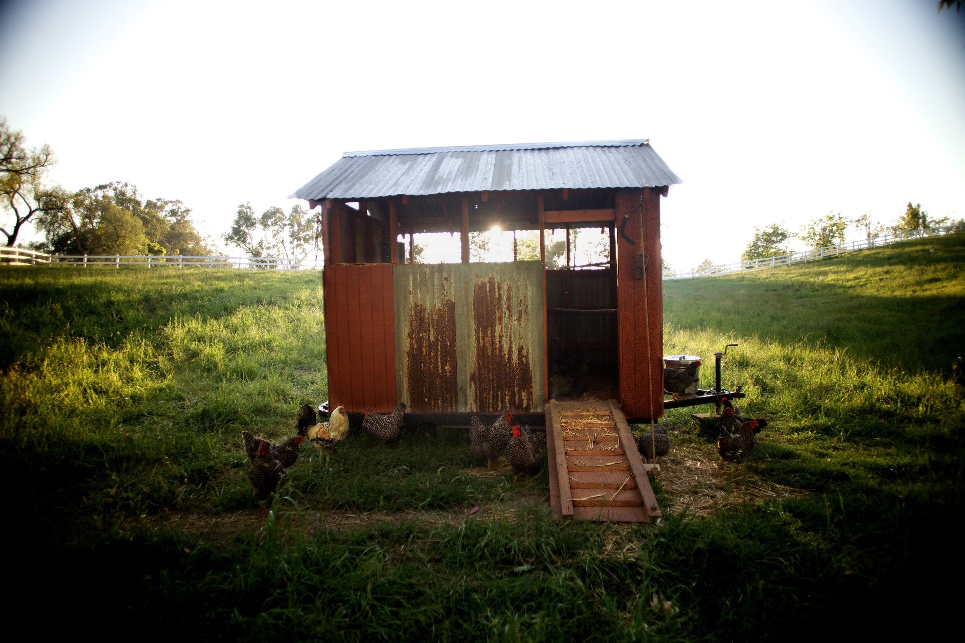 Il pollaio di Apricot Lane