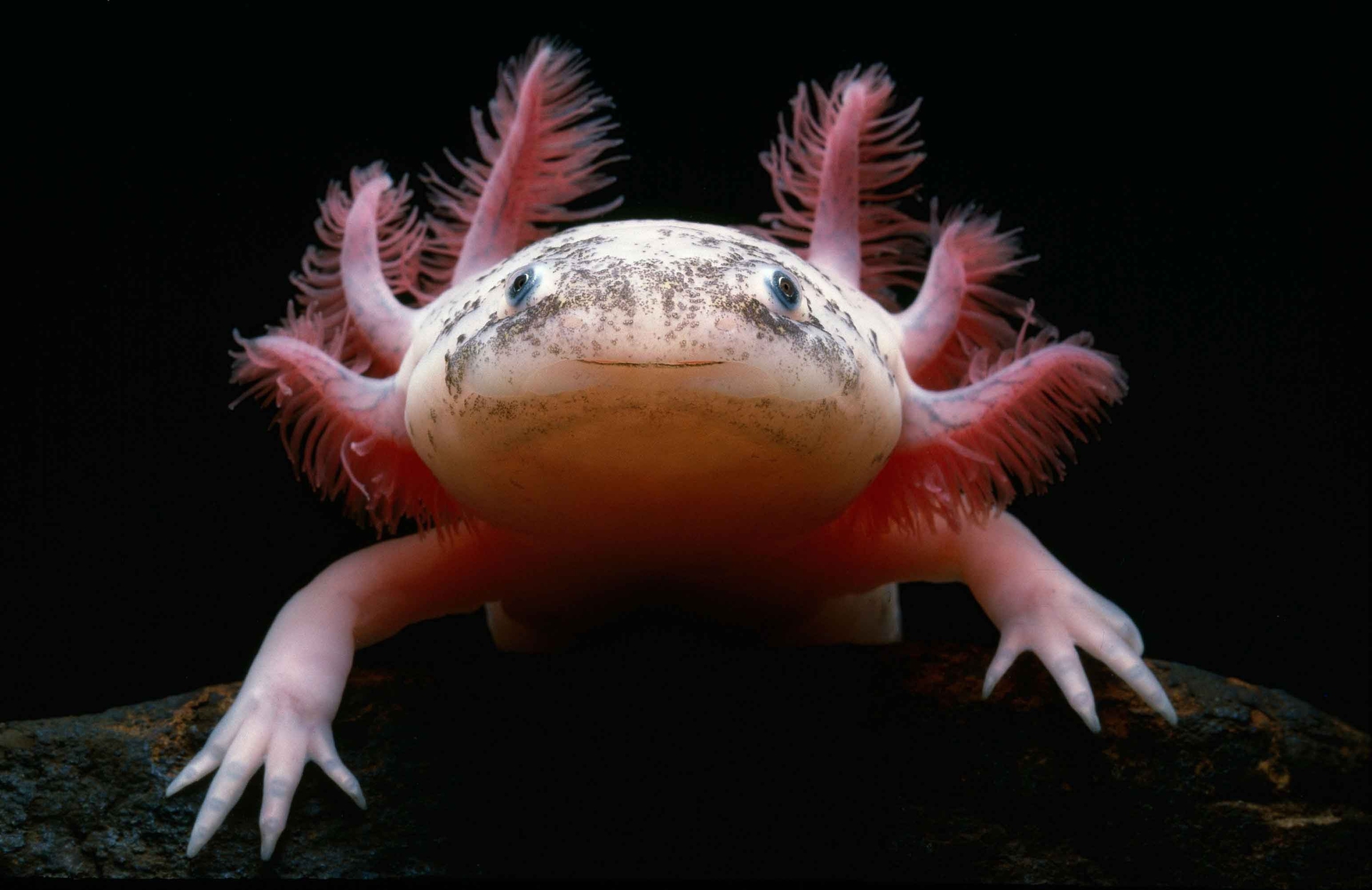 L'axolotl non ha niente da ridere