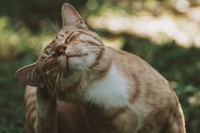 Parassiti nei gatti, l’influenza del clima è qualcosa di cui tenere conto