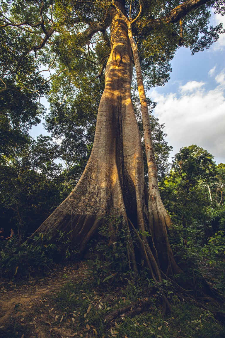 Samauma, albero della foresta amazzonica