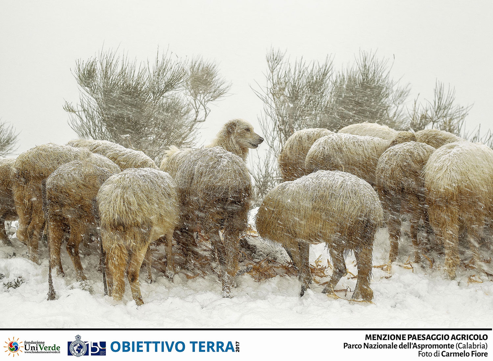 Carmelo-Fiore---Menzione-Paesaggio-Agricolo---Parco-Nazionale-dell-Aspromonte-(Calabria)