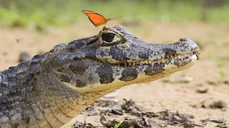 olimpiadi-il-campo-da-golf-minaccia-larea-protetta-2