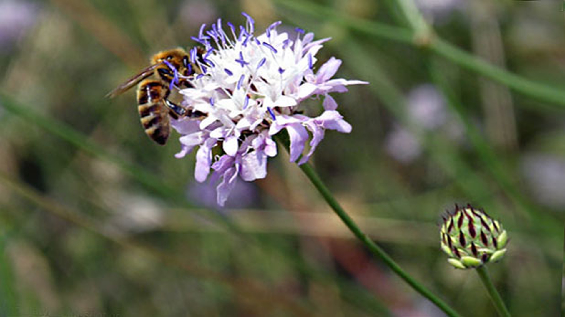 Il fiore che salva le api