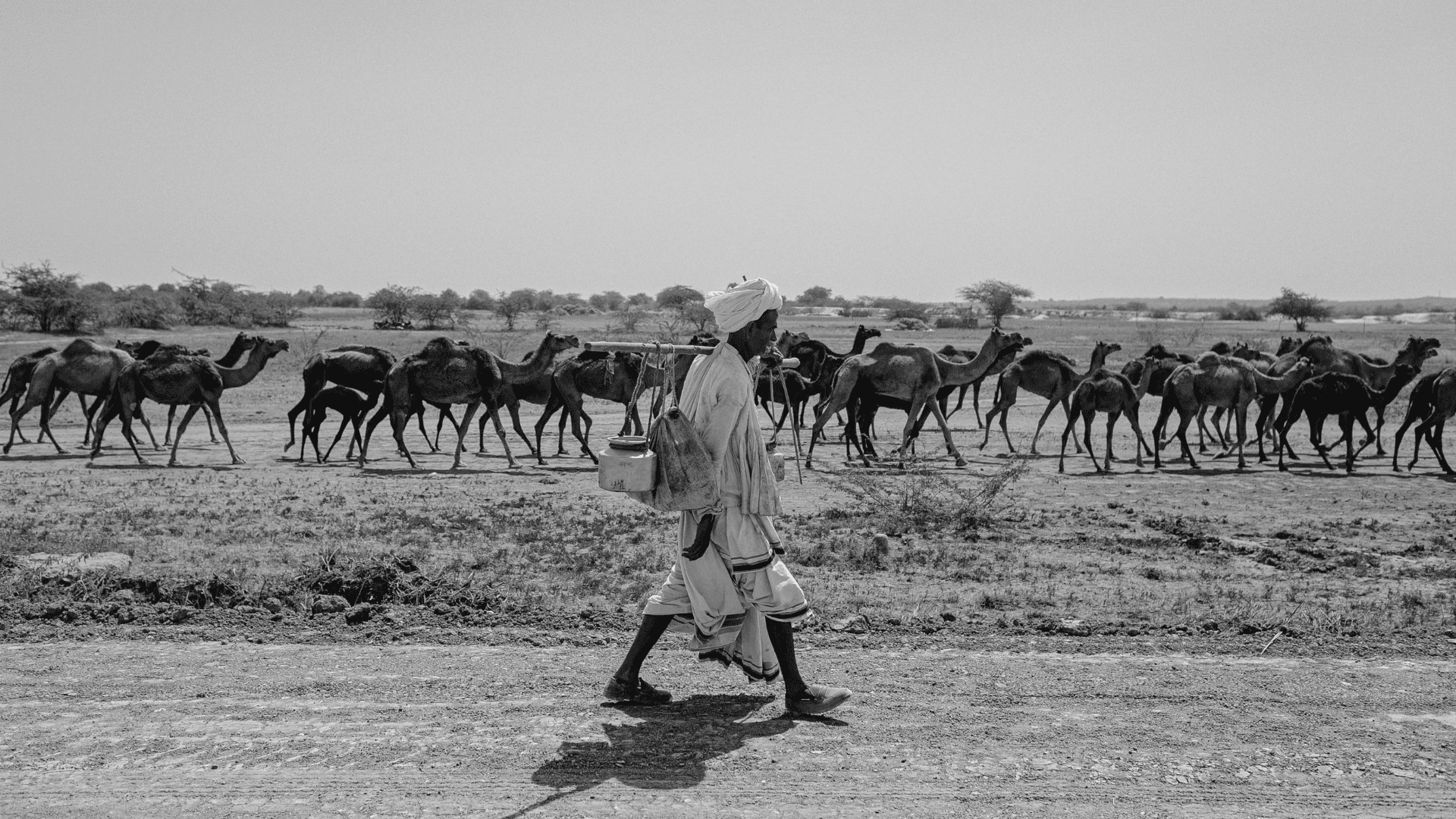 Nomade india bestiame