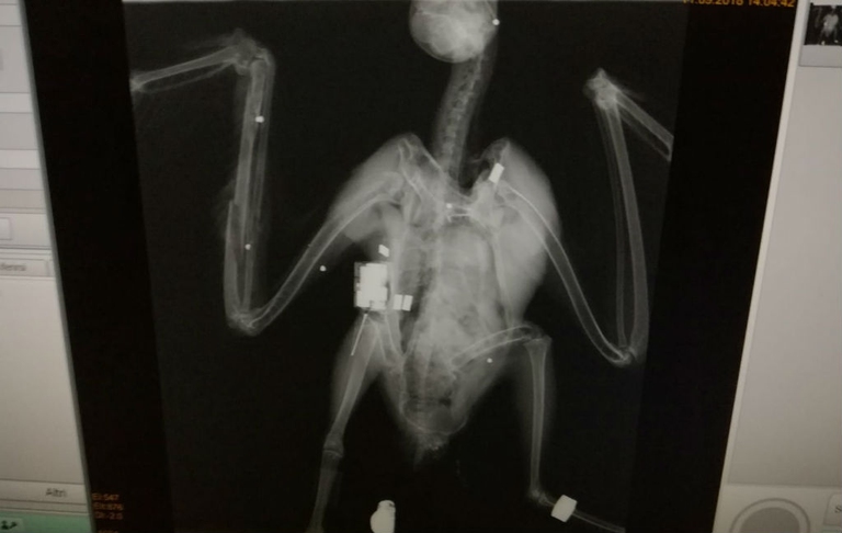 bracconaggio sicilia