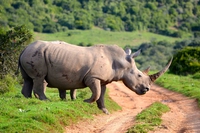 Per sfuggire ai bracconieri i rinoceronti si trasferiranno in Australia