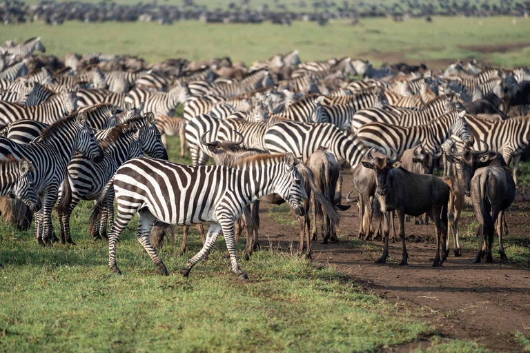 safari tanzania