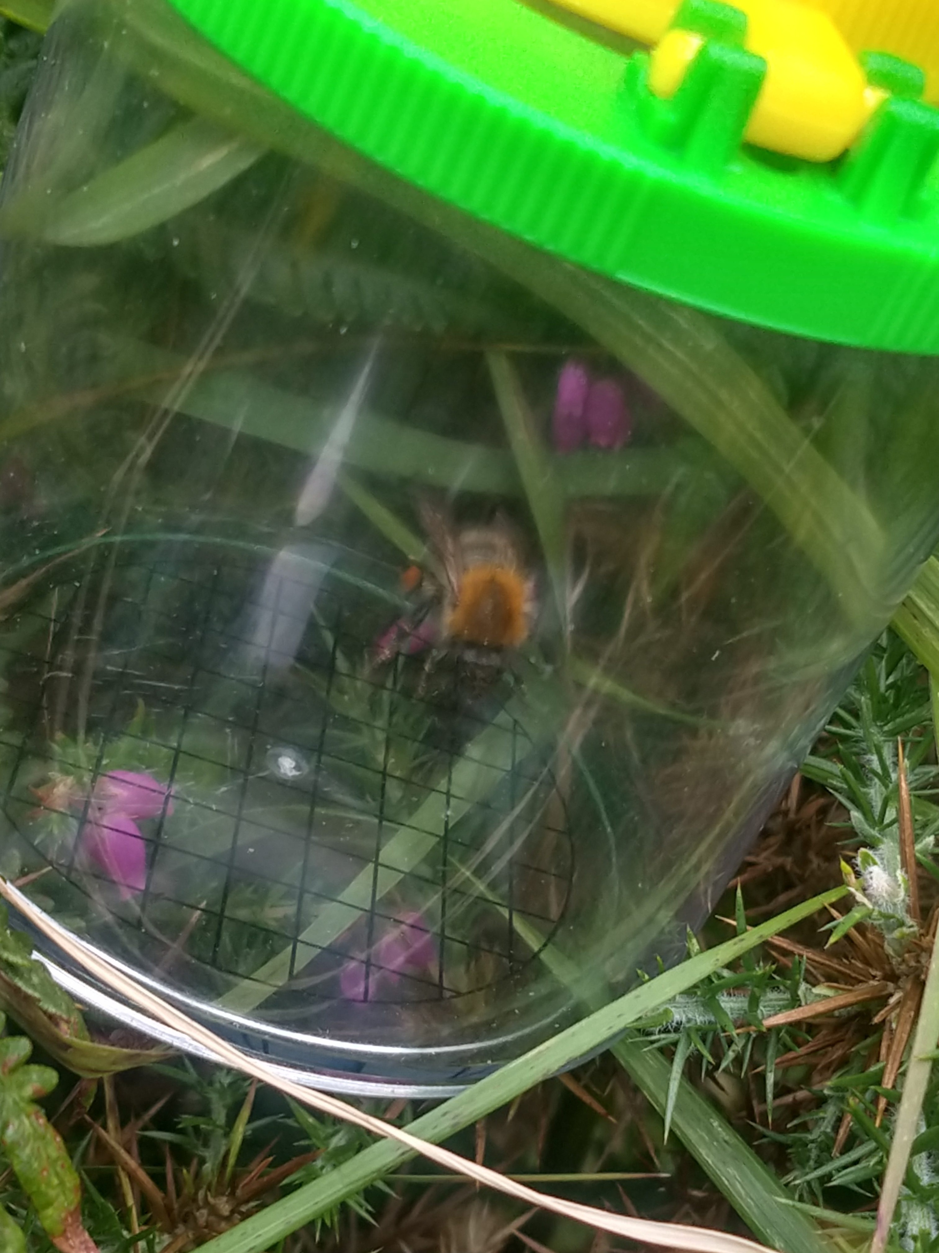 Wildlife Surveys in the Mournes