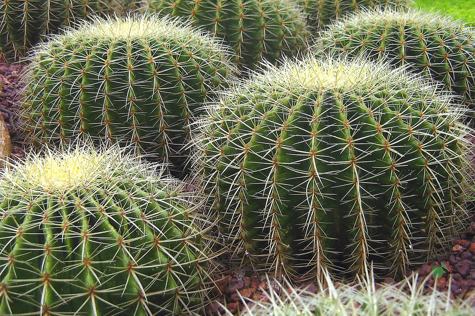 Grazie ai cactus, le auto a idrogeno saranno più leggere ed efficienti