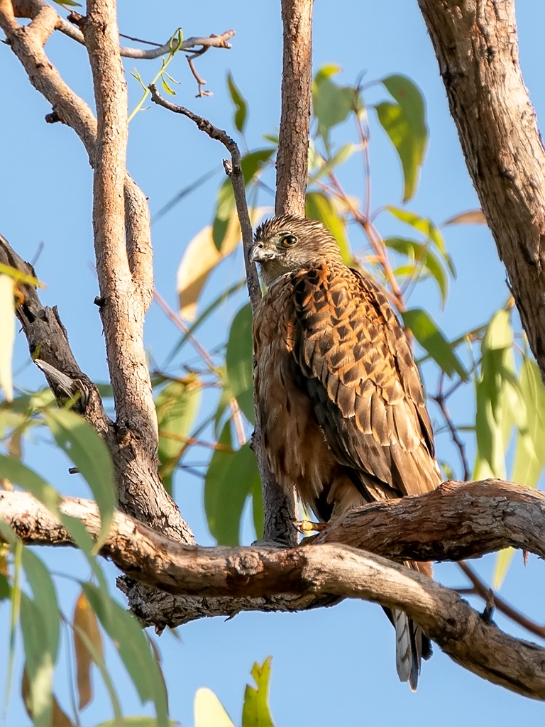 Esemplare di astore rosso (Erythrotriorchis radiatus) in Australia