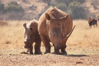 Nasce il rhino bond per proteggere le specie animali in via di estinzione