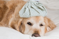 Cosa fare e rimedi per il vomito giallo, marrone del cane