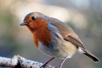 Uccellini. Un pettirosso per amico
