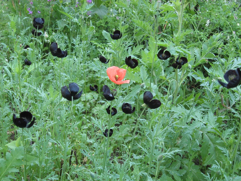 Papaveri neri fioriti a Senigallia