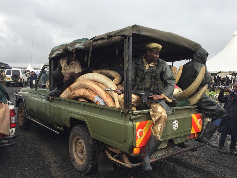 Caccia all'avorio zanne ranger