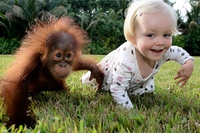 Anche le scimmie sono persone. Questa è l’idea del Great Ape Project