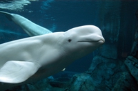Anche narvali e beluga vanno in menopausa, e ci insegnano qualcosa sulla nostra evoluzione