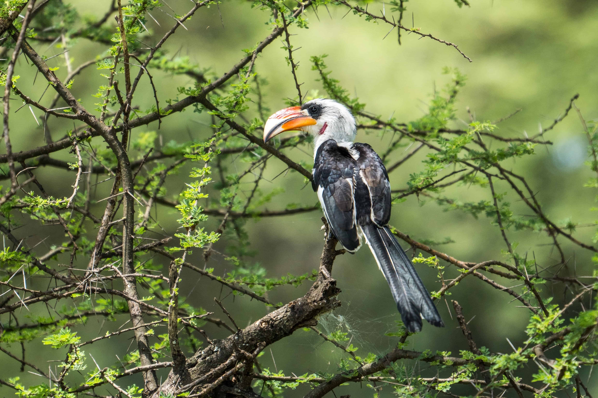 Bucero di Von der Decken nel Parco Nazionale del Tarangire