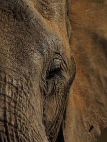 Ritrovati centinaia di elefanti morti in Botswana