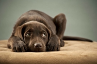 Botti di Capodanno. Alcuni consigli per proteggere gli animali domestici