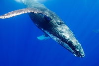 How the giants of the ocean are doing