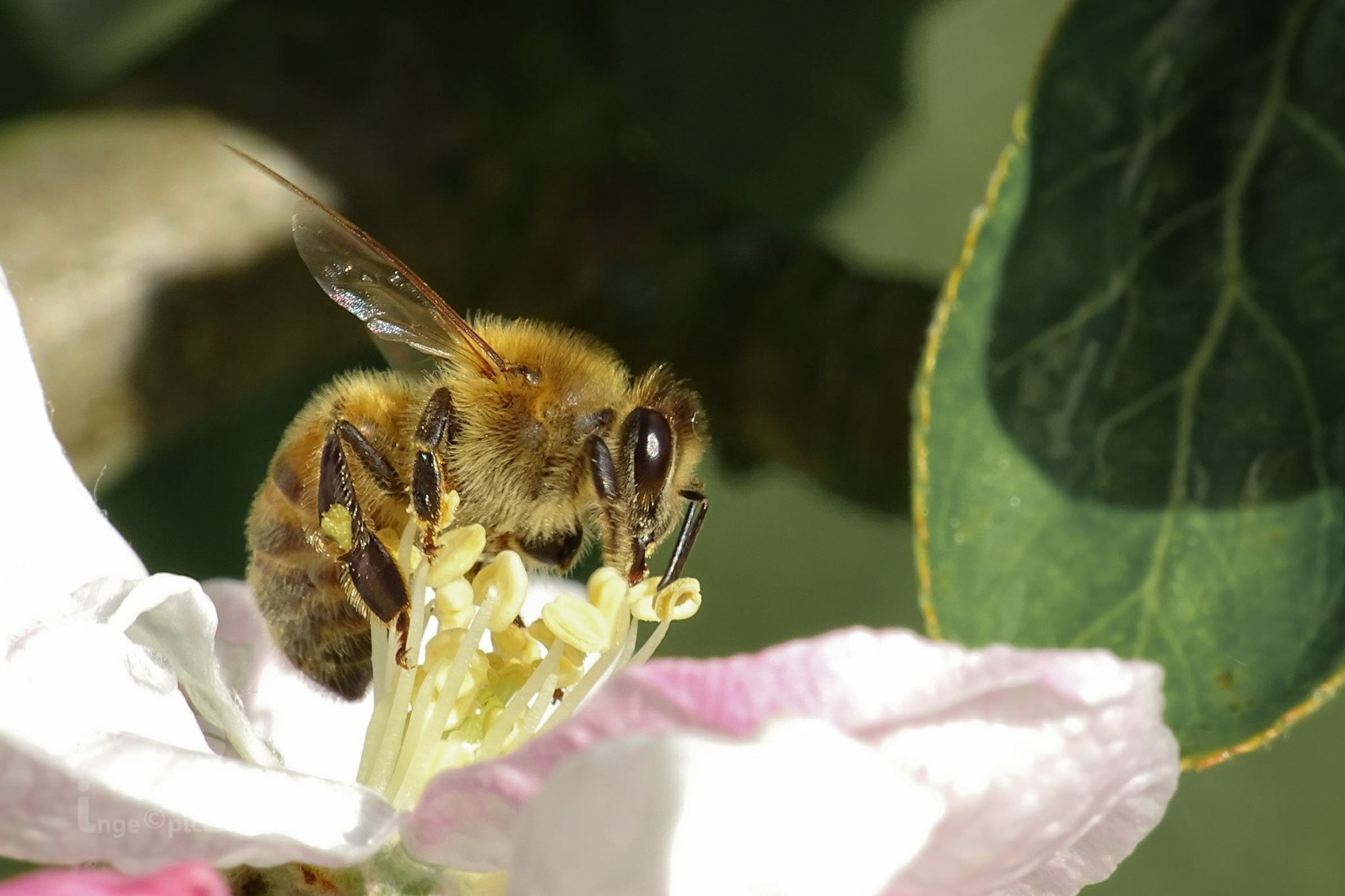 US beekeepers lost half their honeybees last year