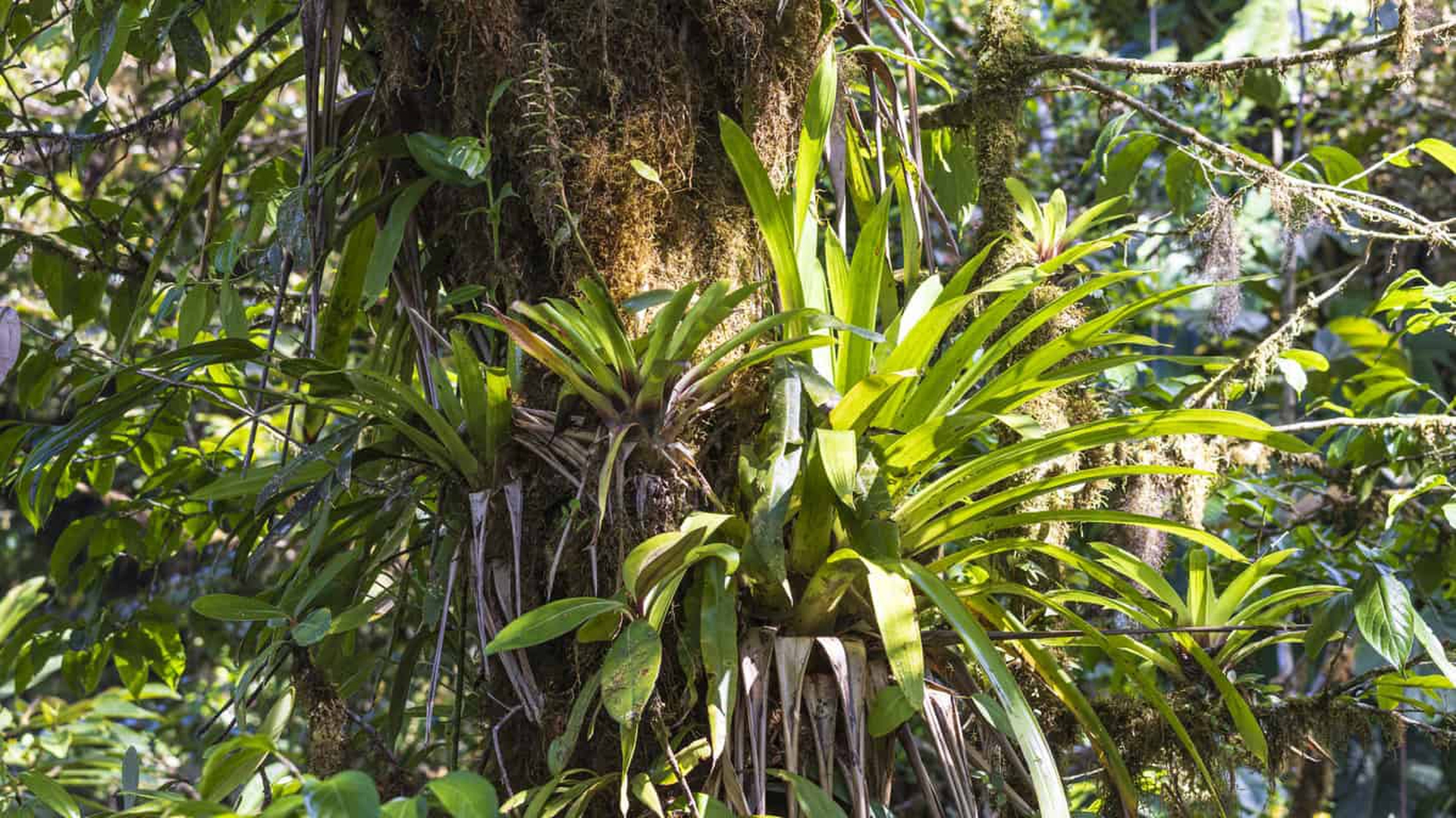 La flora nella foresta di Monteverde