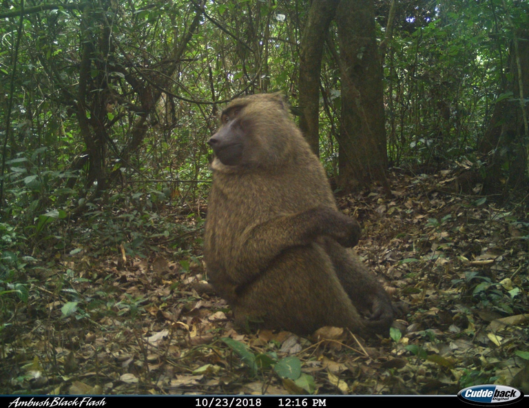 Babbuino verde fotografato in una foresta pluviale della Tanzania
