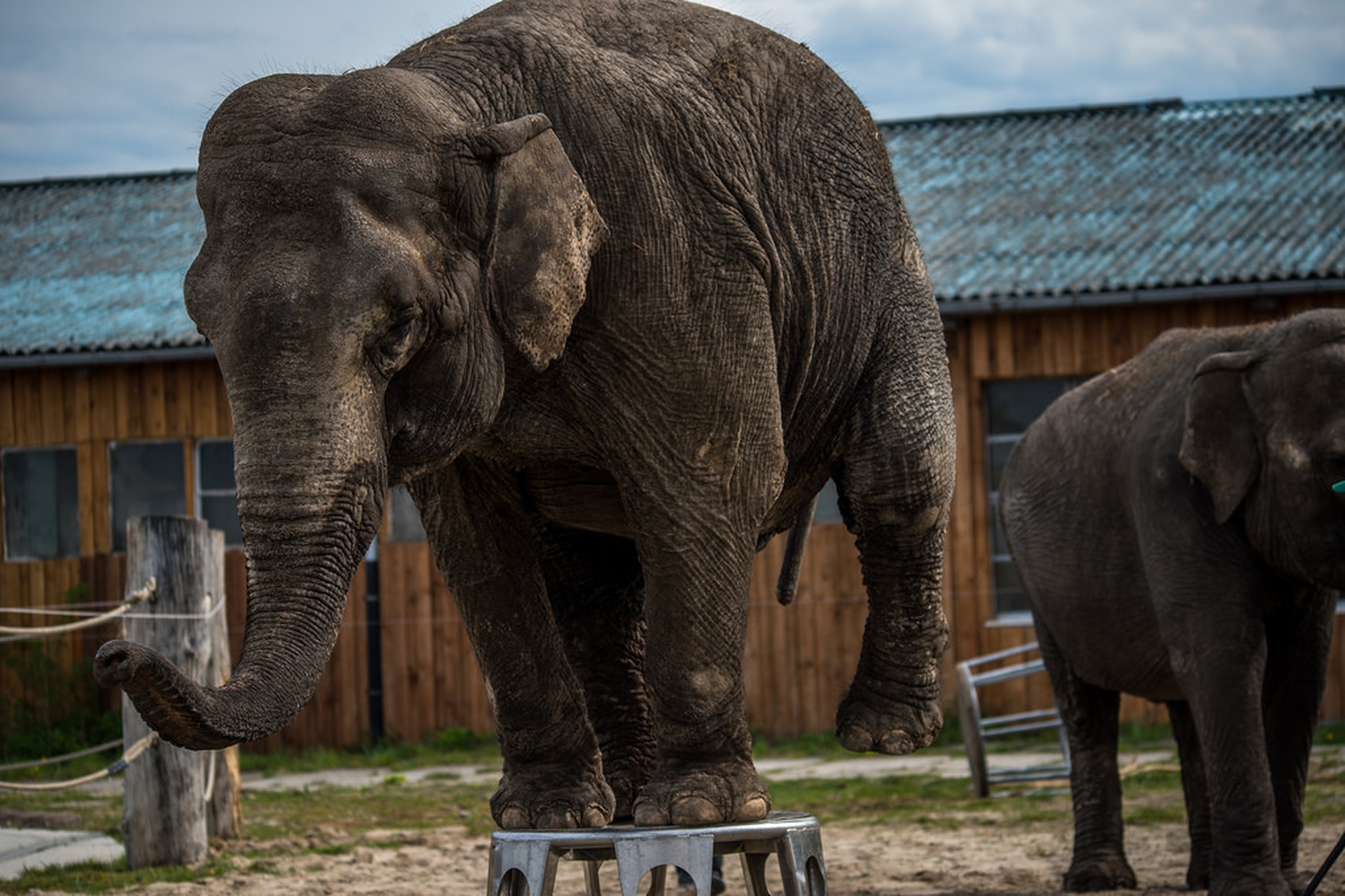 Animals in European Zoos