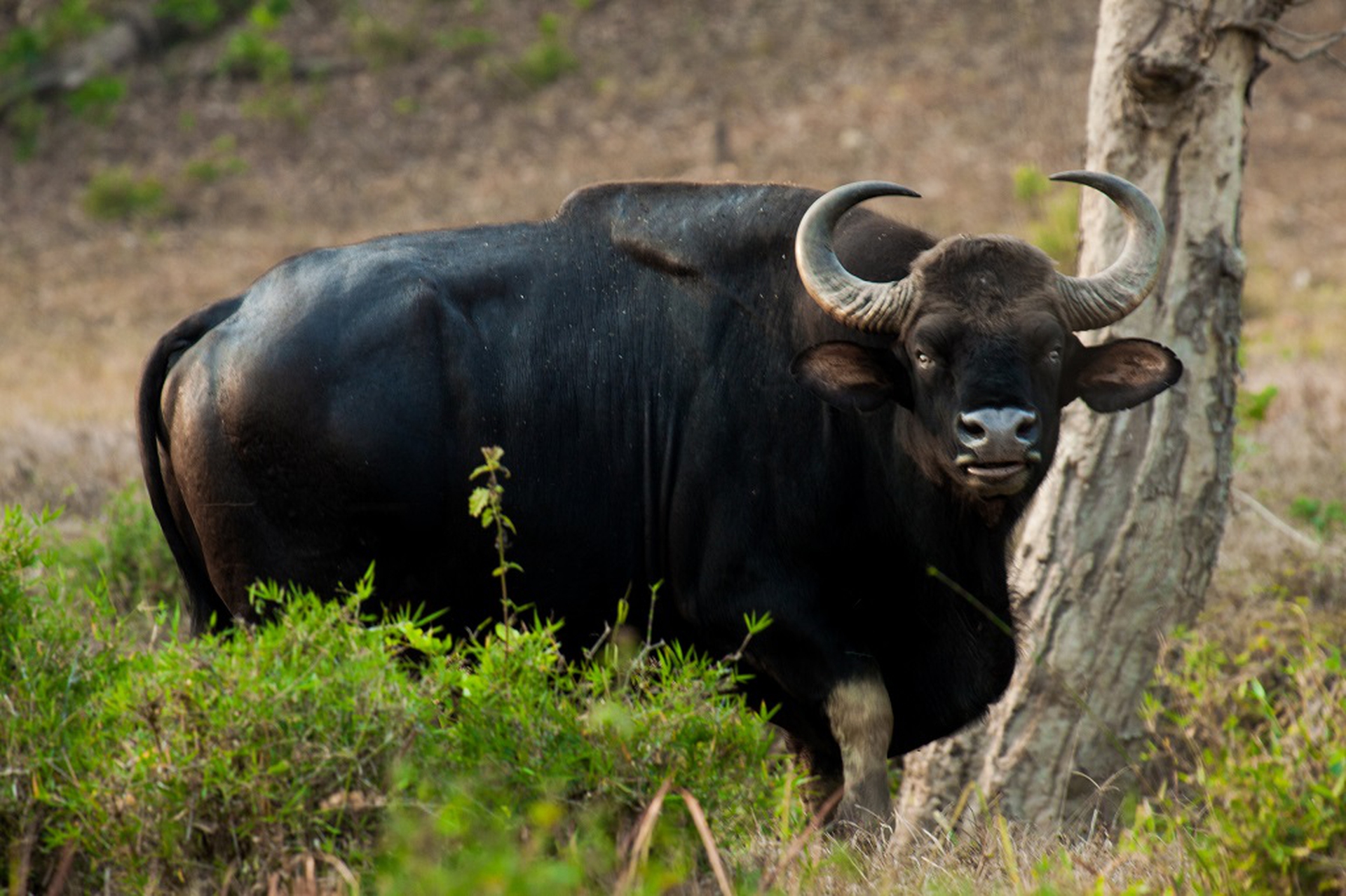 gaur