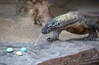 La Iucn aggiorna la Lista rossa: quasi 40mila le specie in via d’estinzione