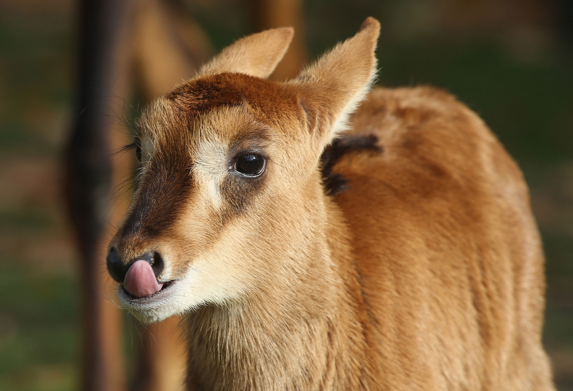 Sable Antelope