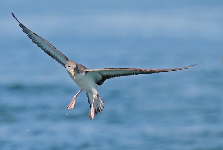 Berta maggiore, Giornata del mare