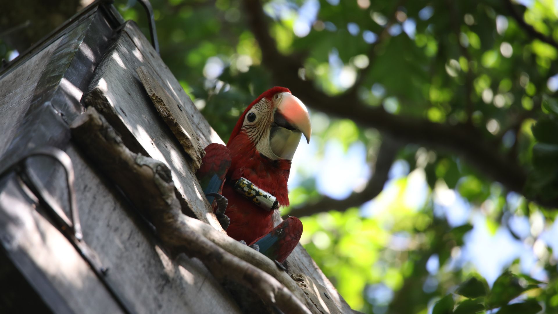 Toba il cucciolo di Ara dalle ali verdi