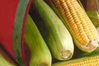 La FAO e la fame nel mondo