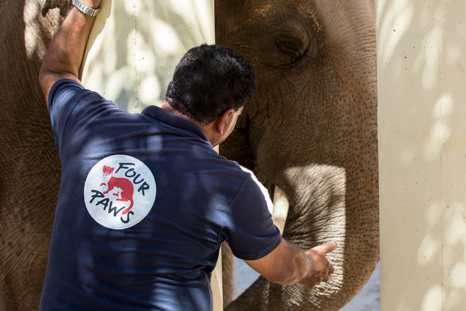 l'elefante Kaavan nella sua nuova casa in Cambogia
