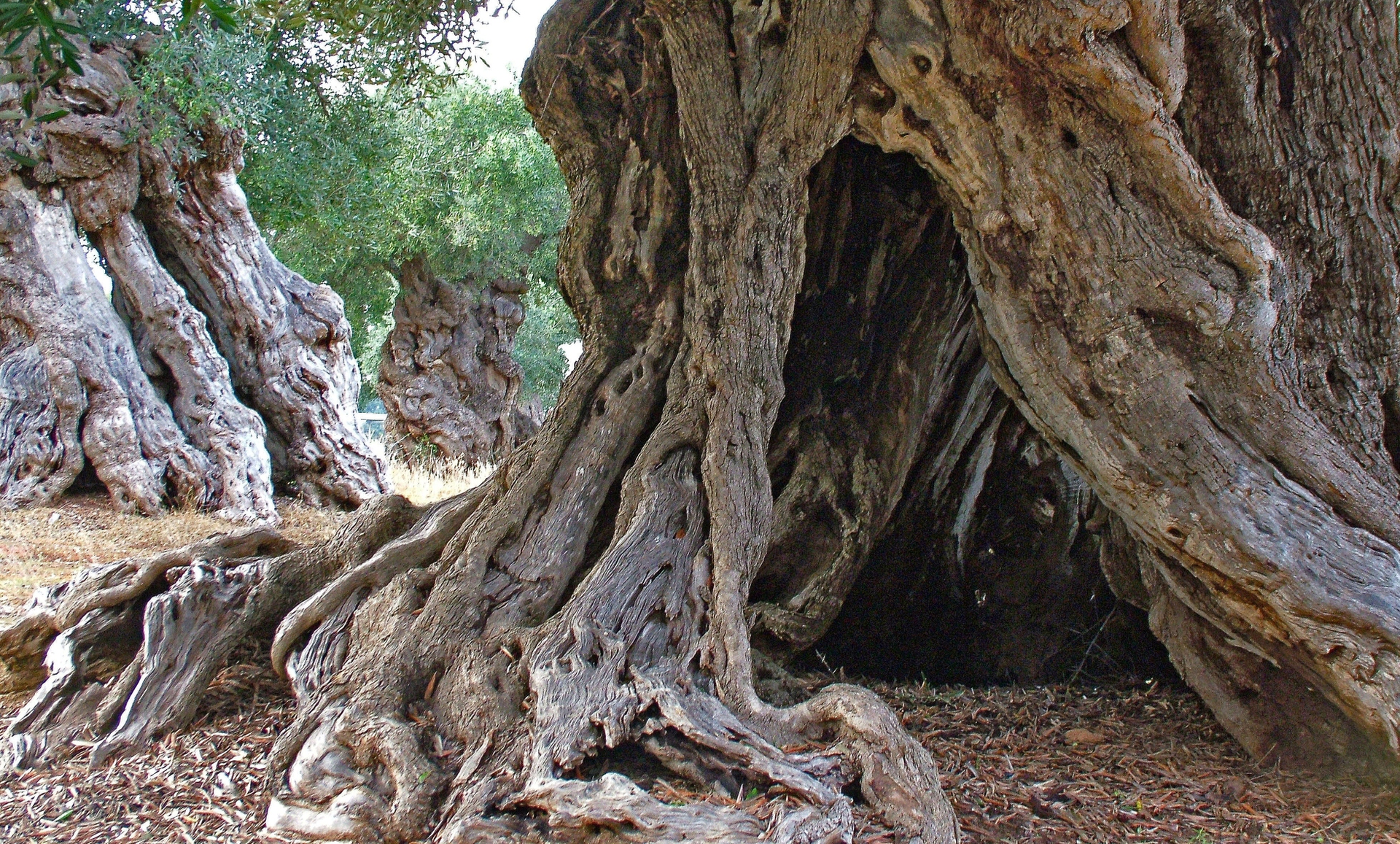 5 alberi monumentali da vedere