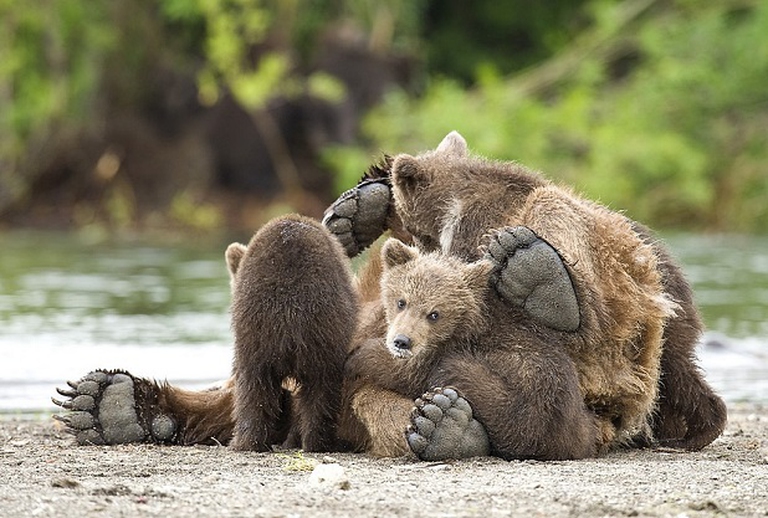 mamma con cuccioli