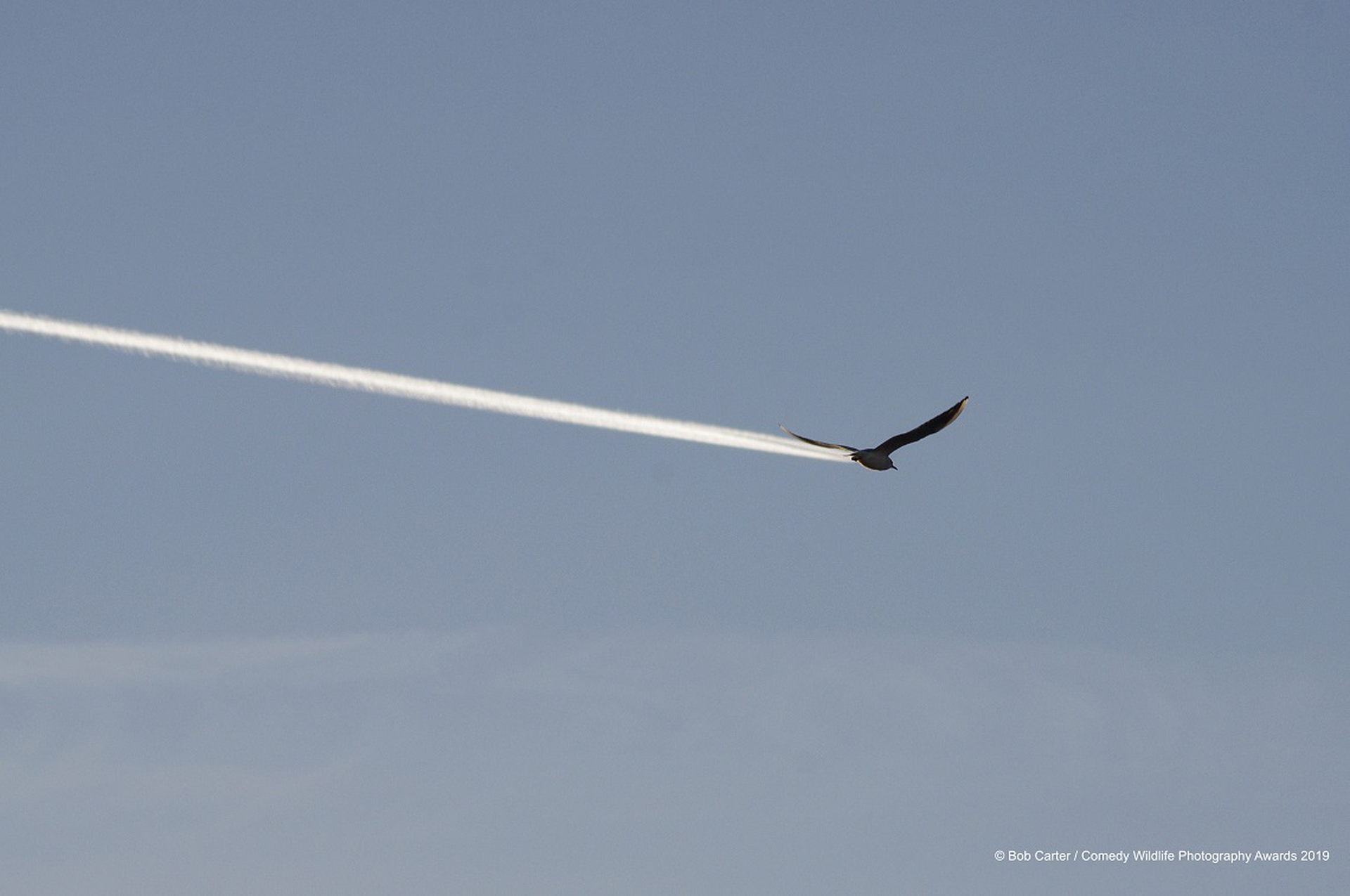 Gabbiano sovrapposto alla scia di un aereo