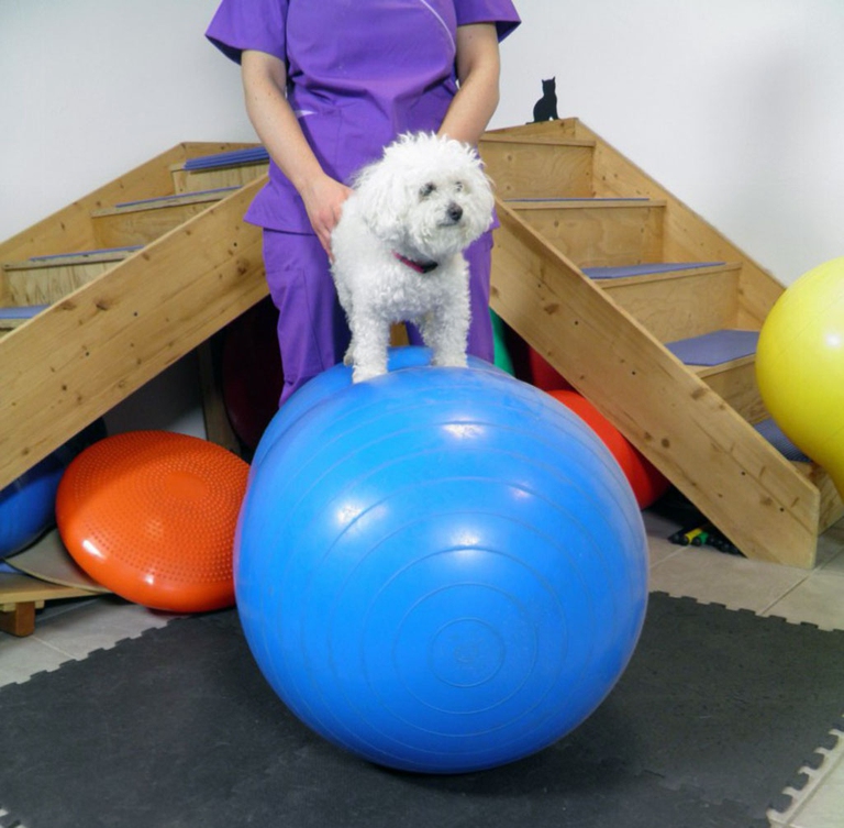 fisioterapia per animali