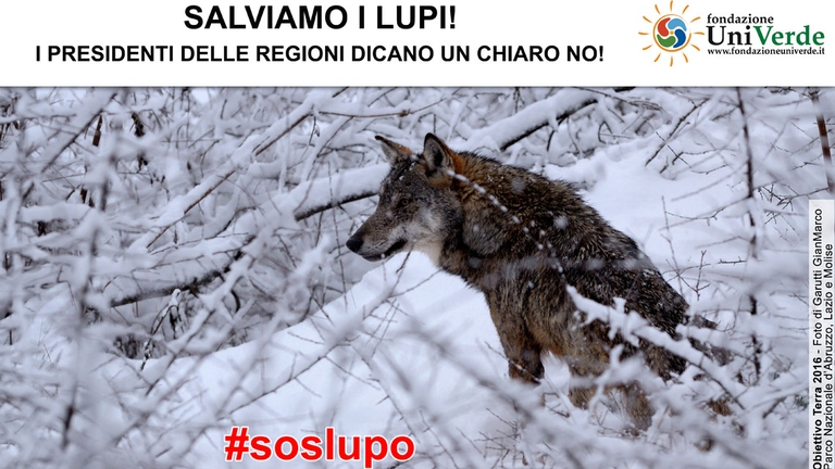 lupo abbattimento