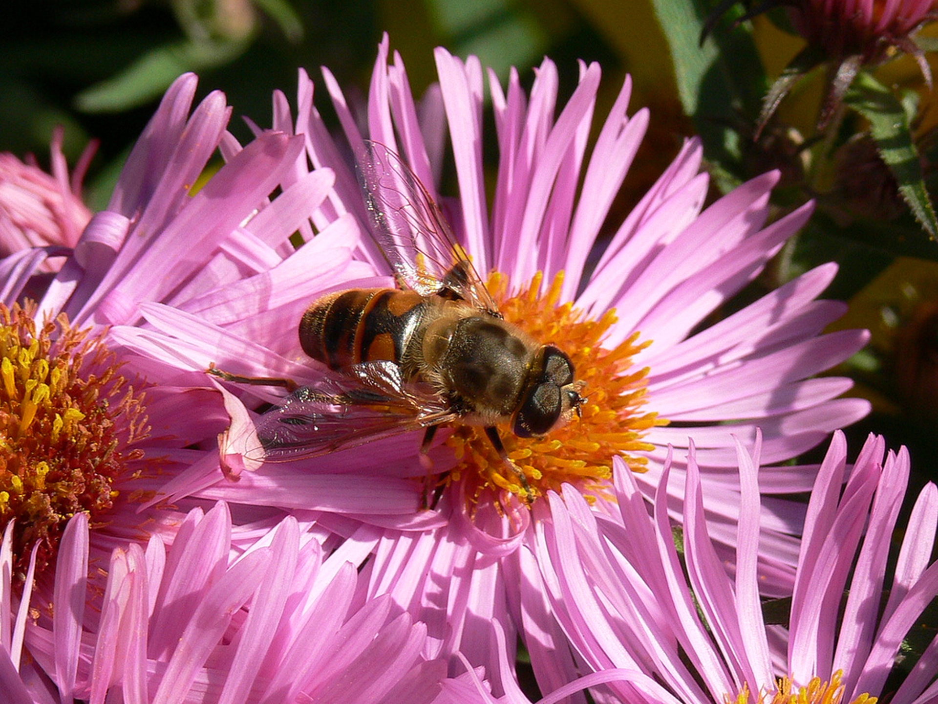 US beekeepers lost half their honeybees last year