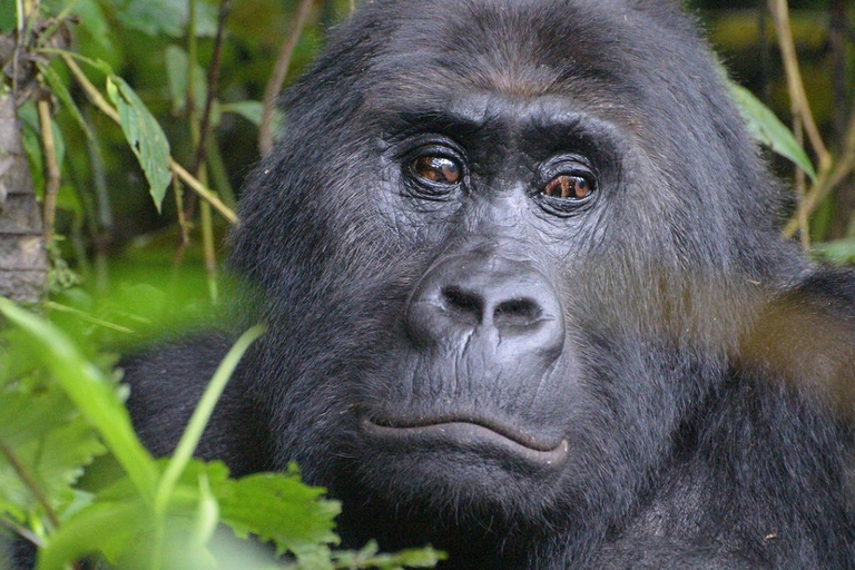 eastern lowland gorilla iucn