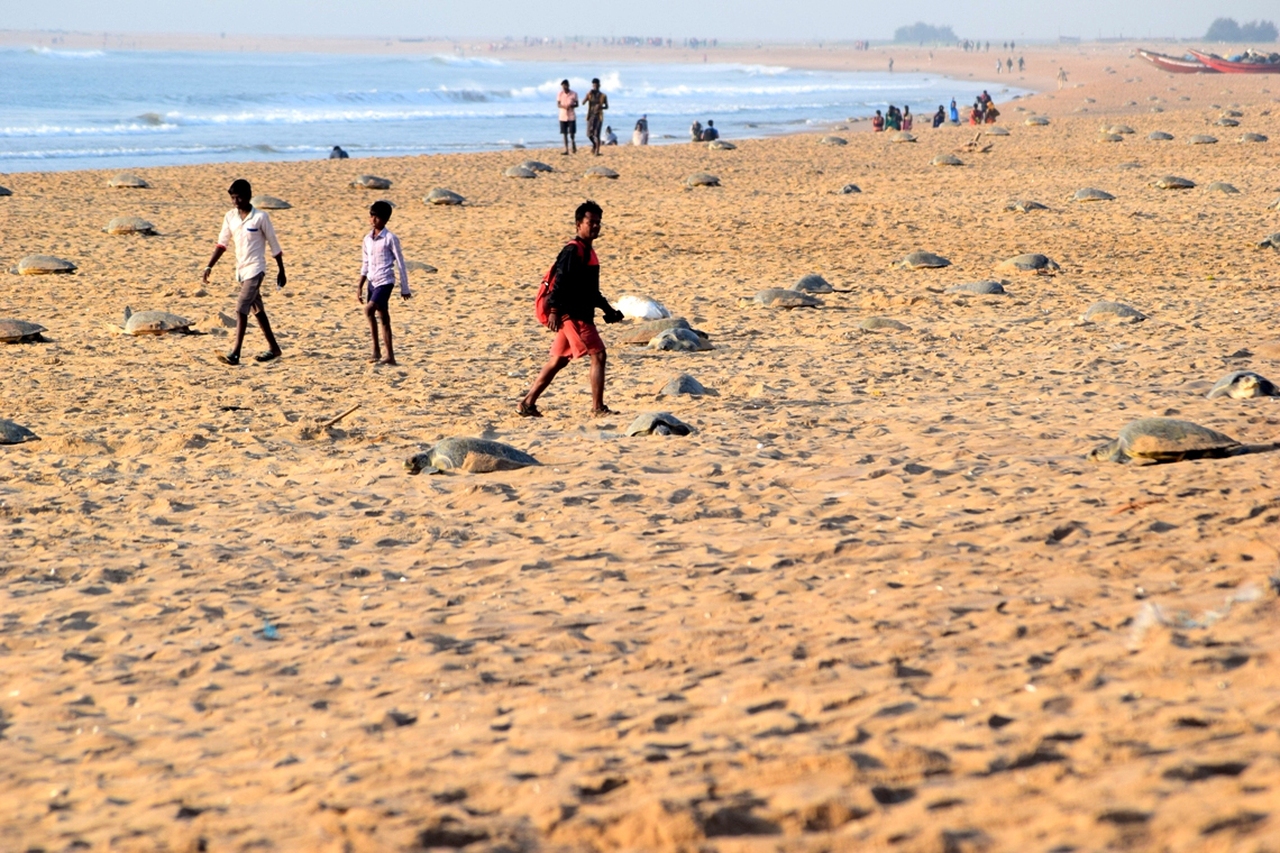 India, how local fishing communities are protecting the endangered ...