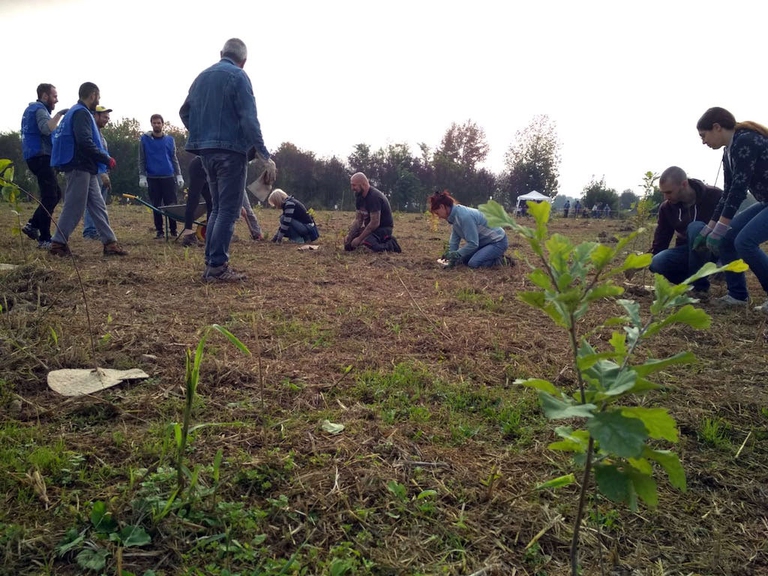 spiritus mundi giornata nazionale degli alberi