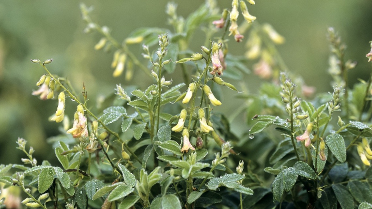 astragalo sistema immunitario