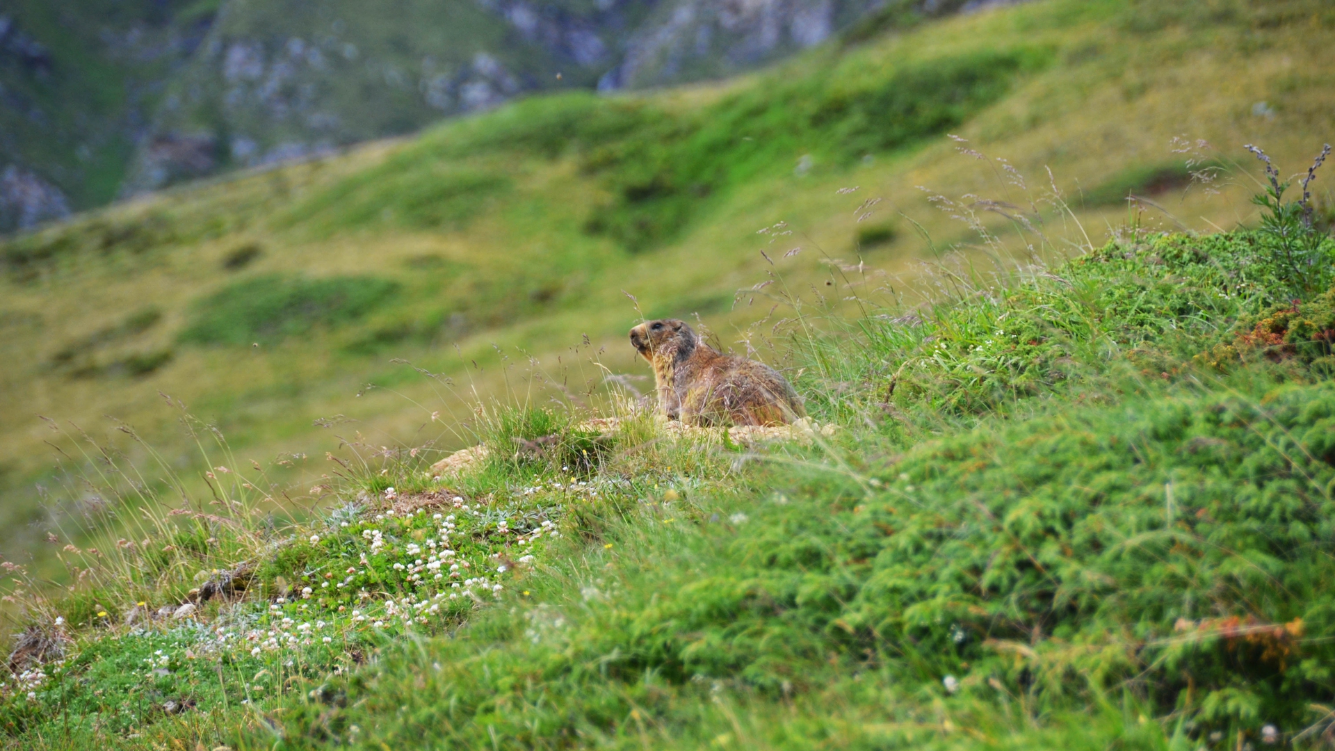 marmotta lago piora