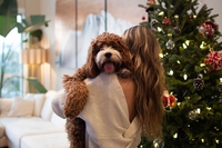 Il Natale sostenibile e solidale dei nostri amici animali