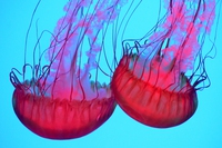 Dalle meduse un’alternativa per l’energia del futuro